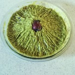 mi guacamole!
